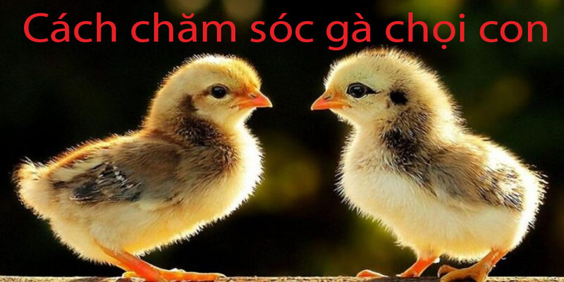 Chọn giống gà chọi con khỏe mạnh