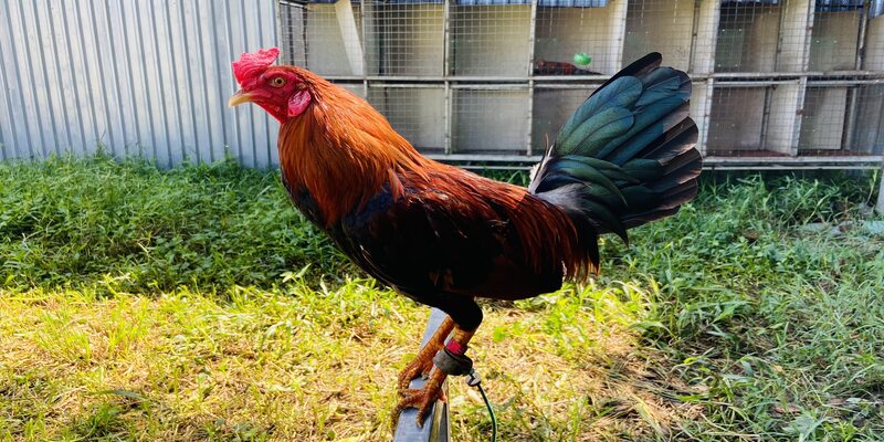 Các yếu tố ảnh hưởng đến việc lên cựa gà tre