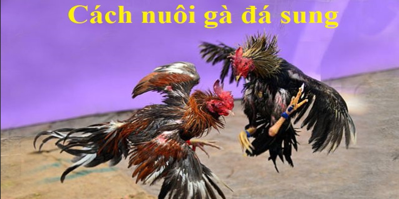 Tại sao cần biết cách nuôi gà đá mau sung