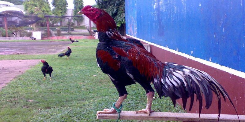 Chân gà chọi là gì