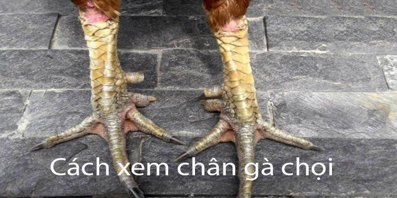 Cách xem chân gà chọi qua thân hình của gà và cấu trúc của chân