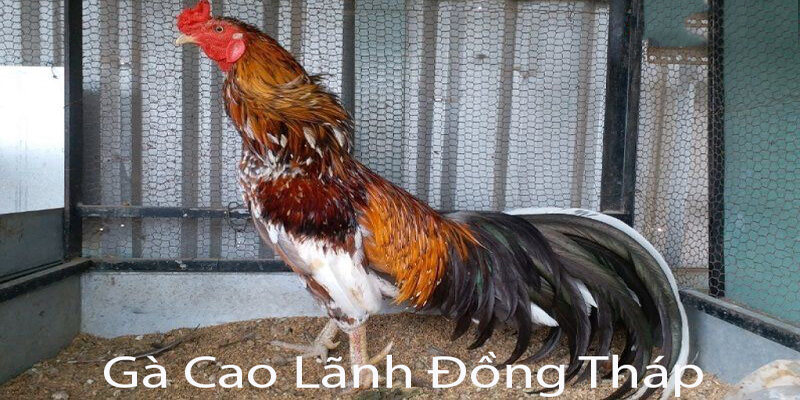 Chiến thuật của Gà Cao Lãnh Đồng Tháp