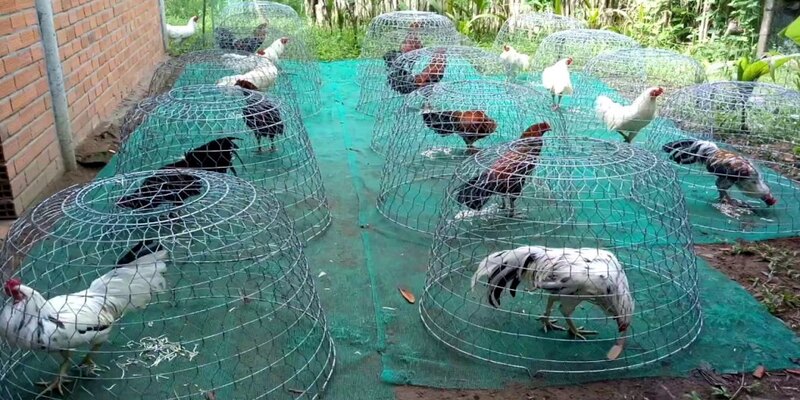 Gà đá là gà như thế nào