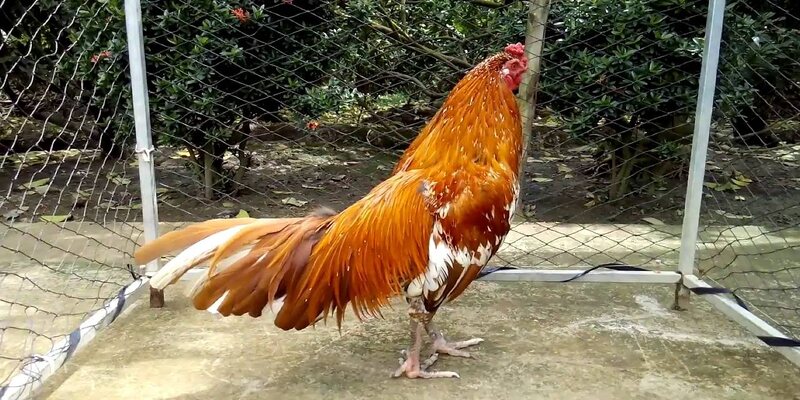 Nhận diện gà ngũ sắc chân trắng qua màu sắc và thân hình