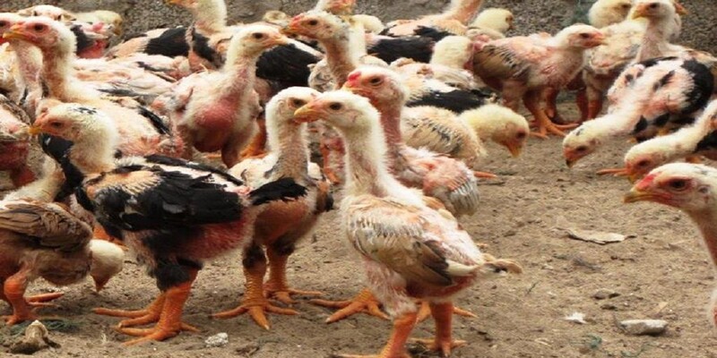 Hãy chọn những giống gà phù hợp để nuôi