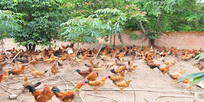 Hãy chọn những giống gà phù hợp để nuôi