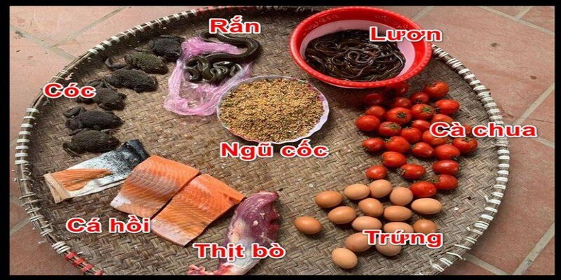 Thường xuyên luyện tập cho gà đá