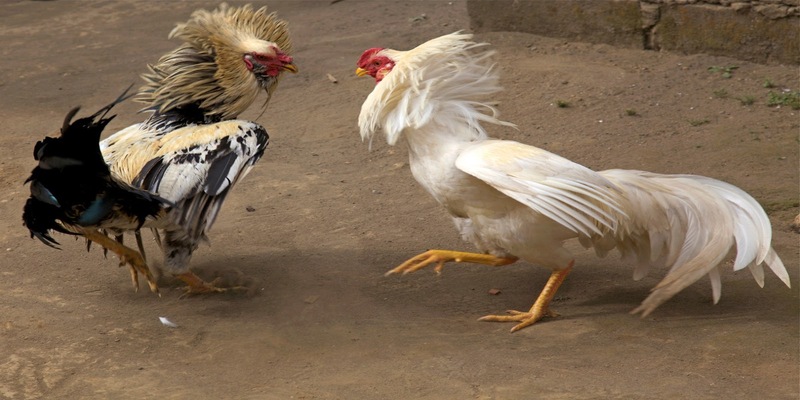 Sử dụng thuốc dành riêng cho gà đá