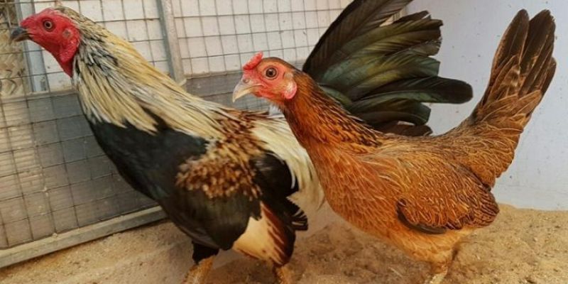 Gà tự hào là gì? 