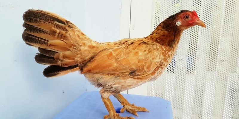 Lý do thơ mộng rồng được tìm kiếm rộng rãi 
