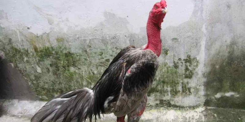 Cách chọn món gà rán qua 7 tướng 