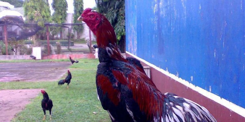 Xem cách để chọn gà chọi 