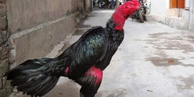 Nghe tiếng gáy để chọn gà rán 