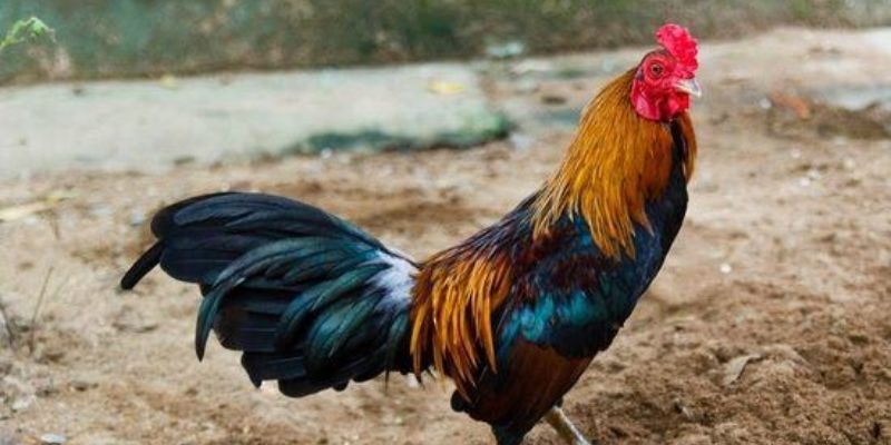 Những lưu ý bằng cách chọn Tướng gà