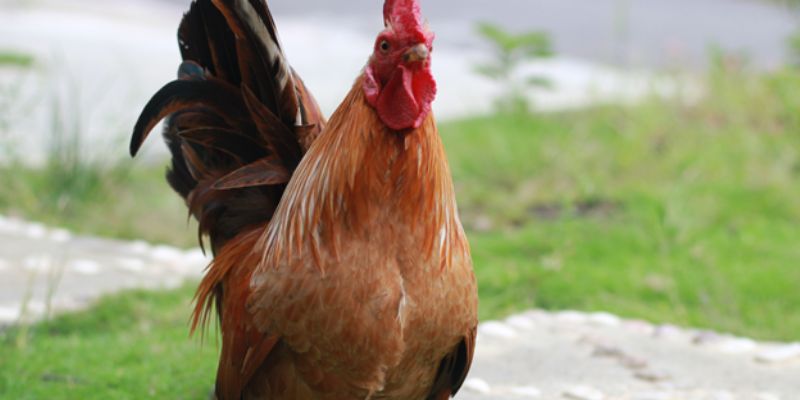 Cách điều trị gà bị sổ mũi hiệu quả 
