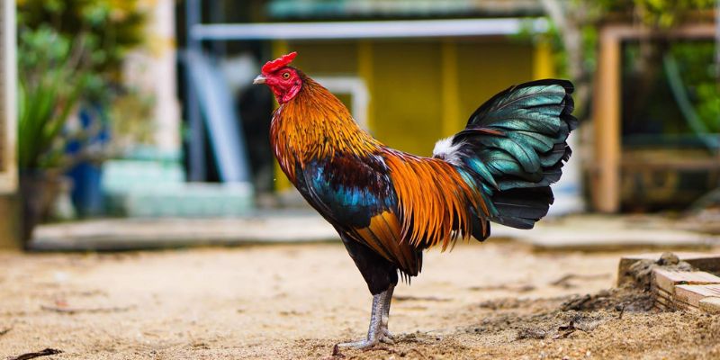 Cách phòng tránh gà bị sổ mũi hiện nay 