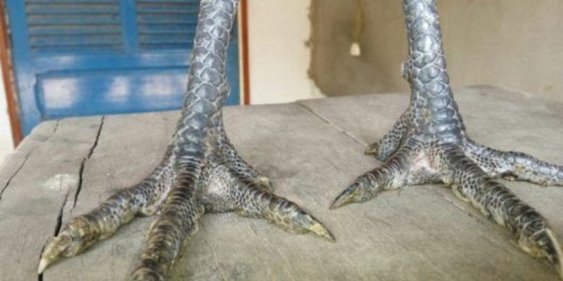 Gà chân tốt hay xấu 