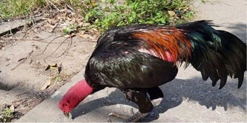 Vì sao lại phân ra chân gà tốt hay xấu? 