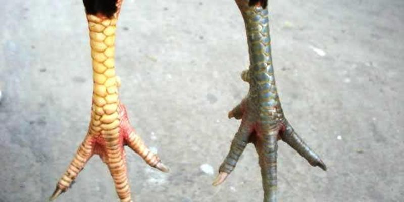 Những cái chân gà giống nhau nên sở hữu 