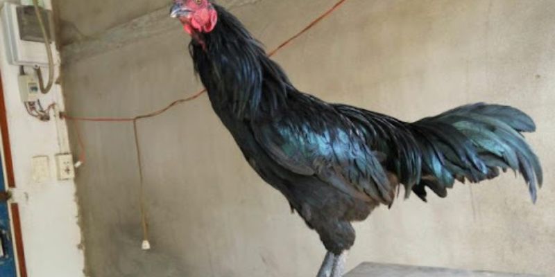 Những giống gà chân chì nên sở hữu 