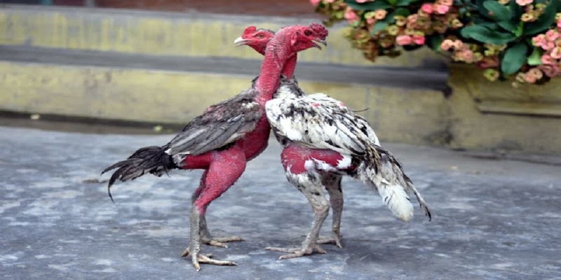 Thường xuyên luyện tập cho gà đá