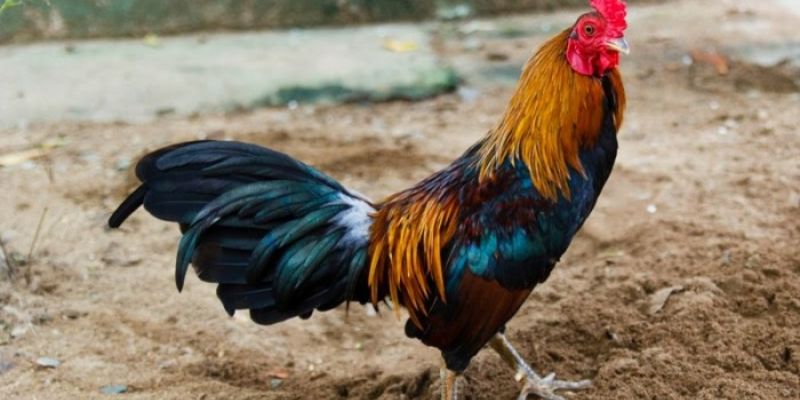 Dựa vào sức khỏe