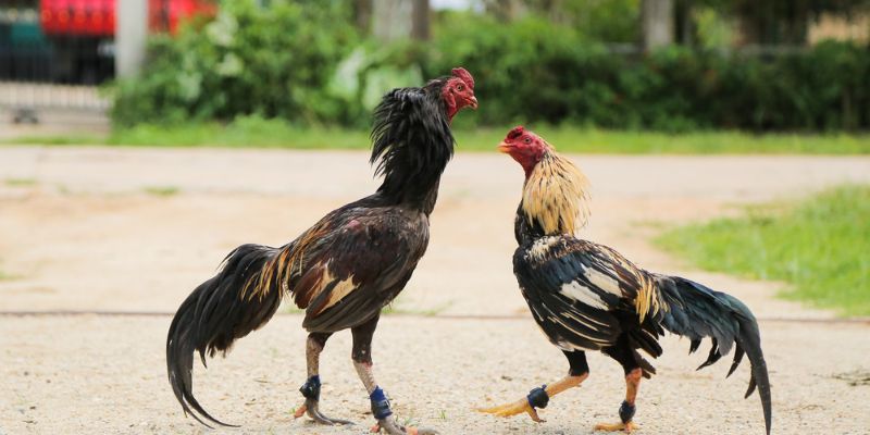 Giống gà chọi thái có khó nuôi không ? 