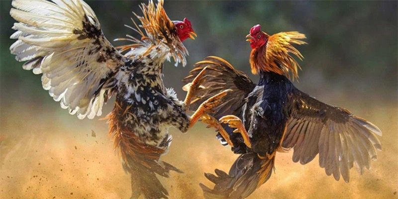 Chú trọng chế độ ăn uống của gà đá 