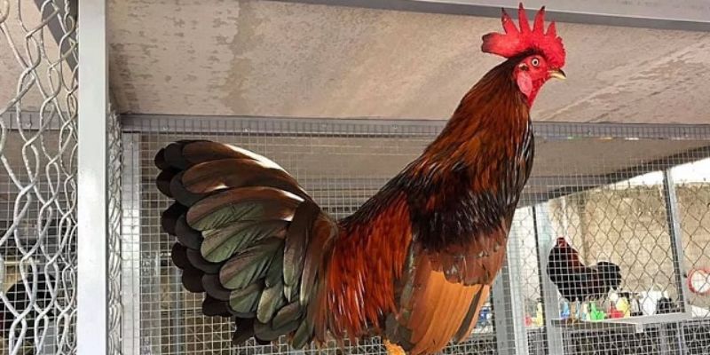 Chăm sóc sức khỏe gà đá 