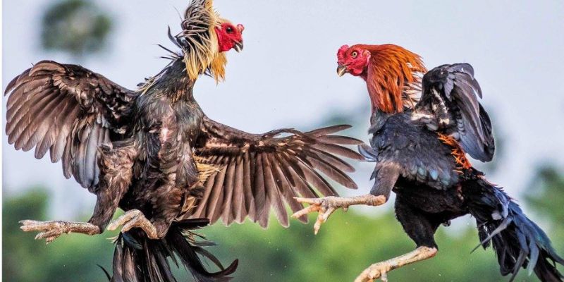 Tập luyện thể chất