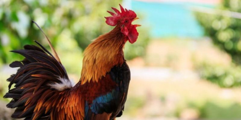 Tìm hiểu phân biệt tiếng gà gáy