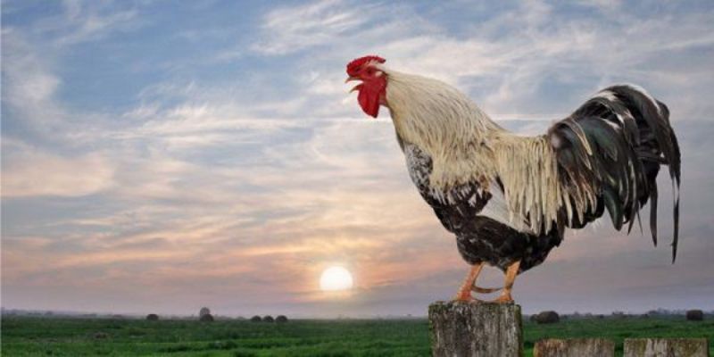 Cách phân biệt tiếng gà gáy