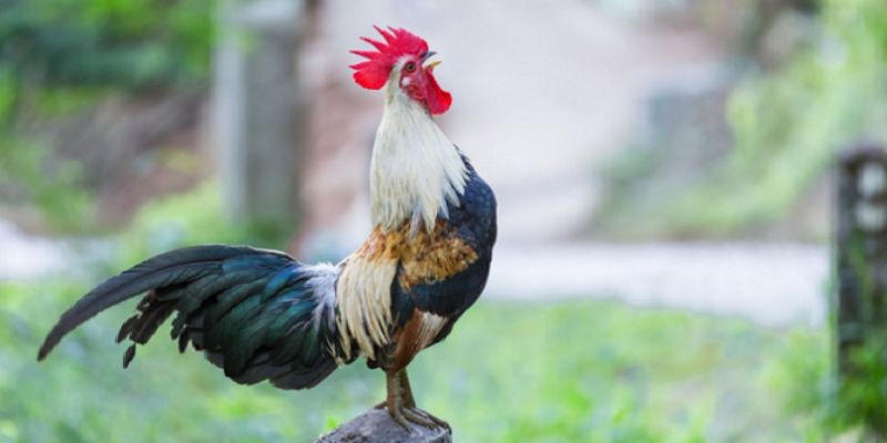Lựa chọn qua số âm thanh của tiếng gà gáy 