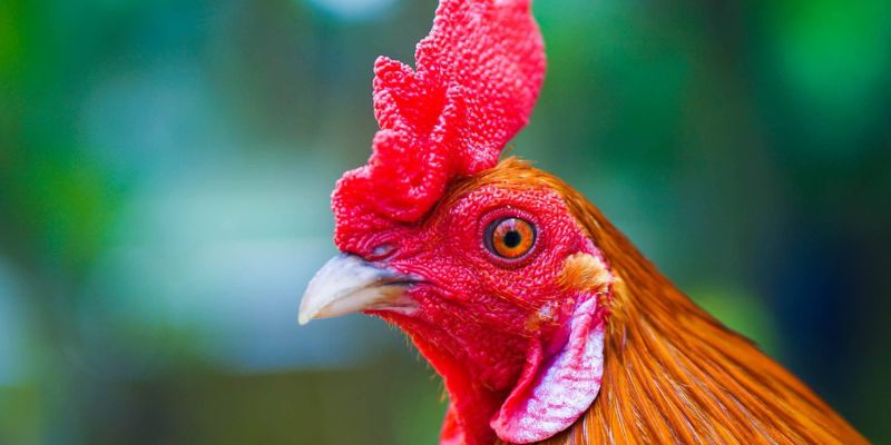 Bí xem mắt gà câu quyết định hay 